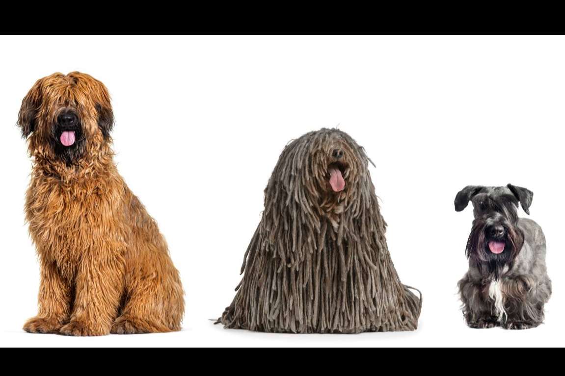 La preservación de células y el seguro de salud para mascotas se unen en España