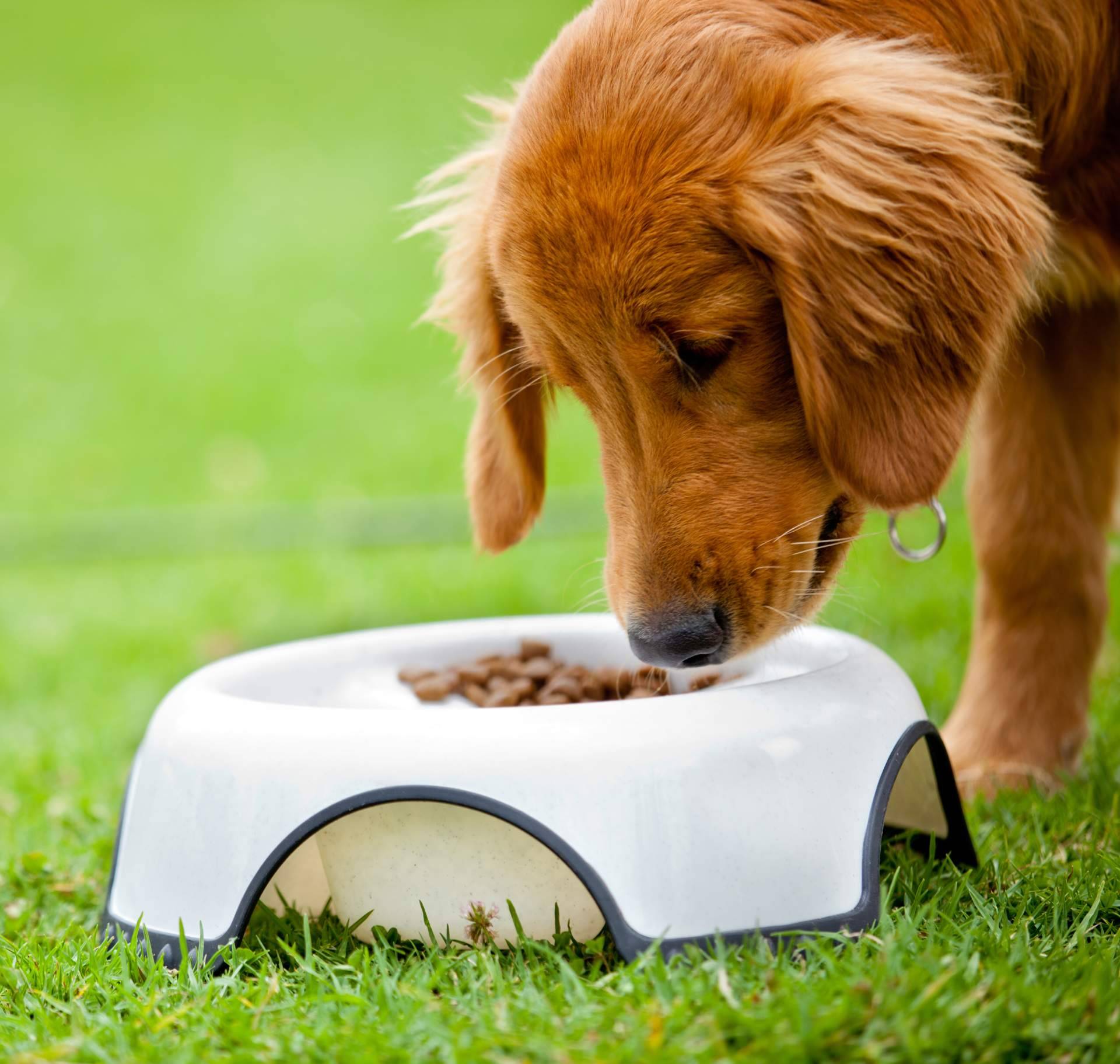 Una firma que asegura la alimentación ideal para mascotas