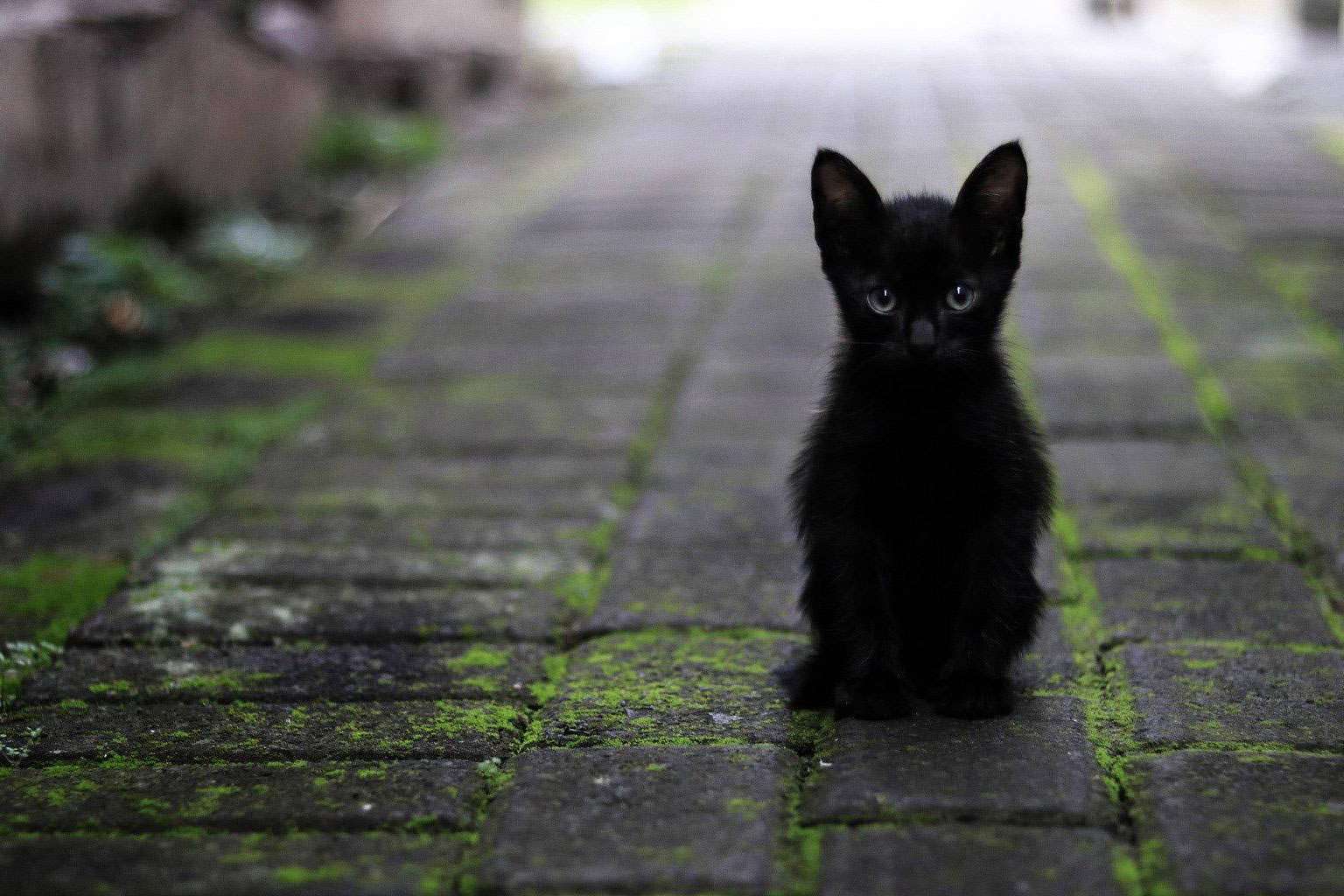 Pienso Solidario Feral, un alimento de Ka Salud Integral que nació para proteger a los gatos ferales