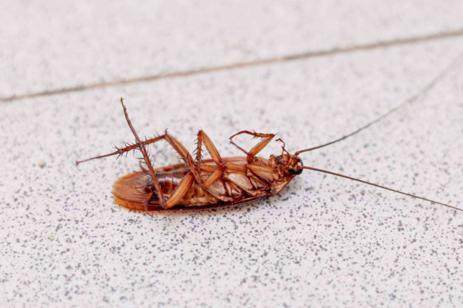 Cómo identificar los distintos tipos de cucarachas en España