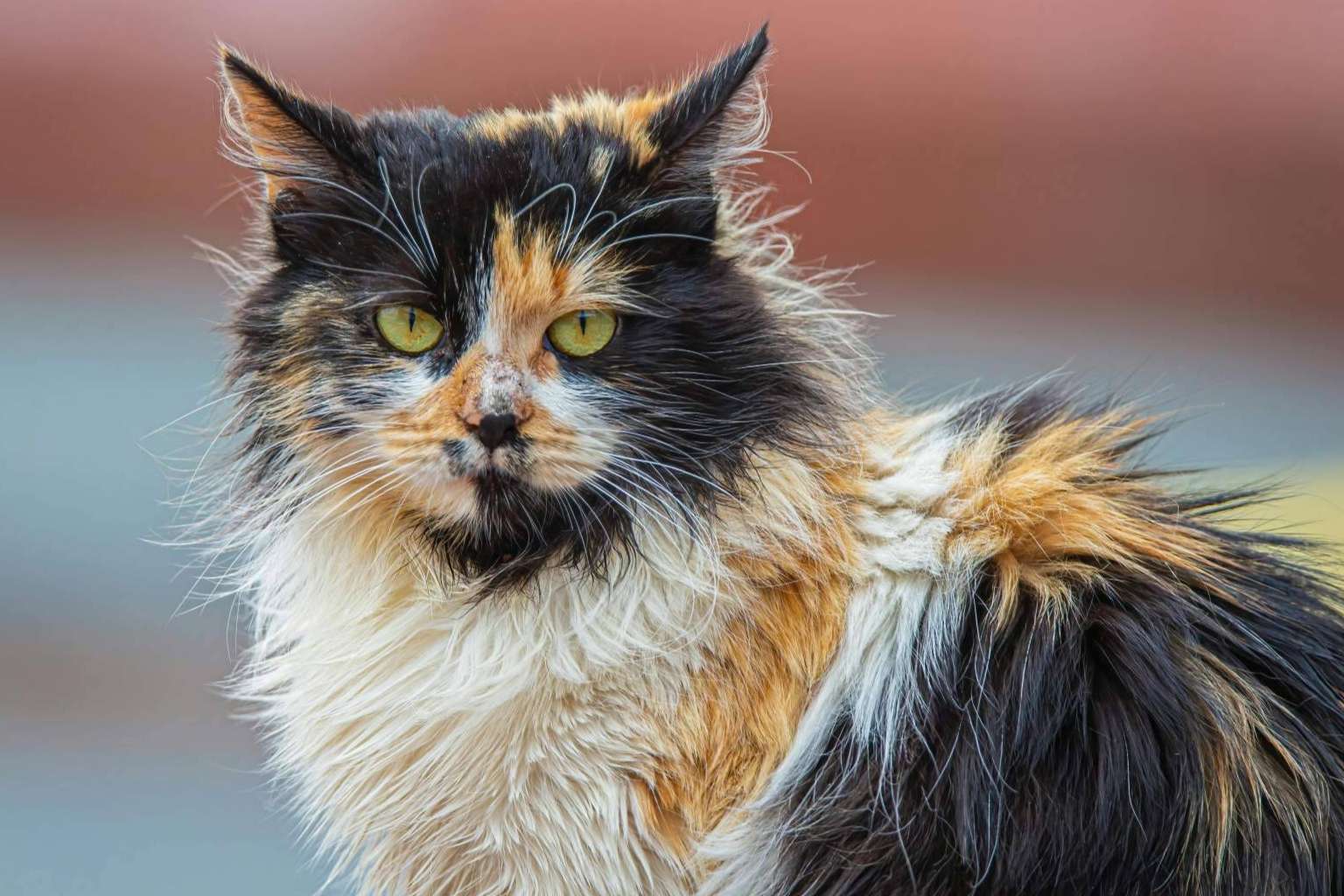 El desafío de garantizar la nutrición de animales sin hogar, una respuesta solidaria