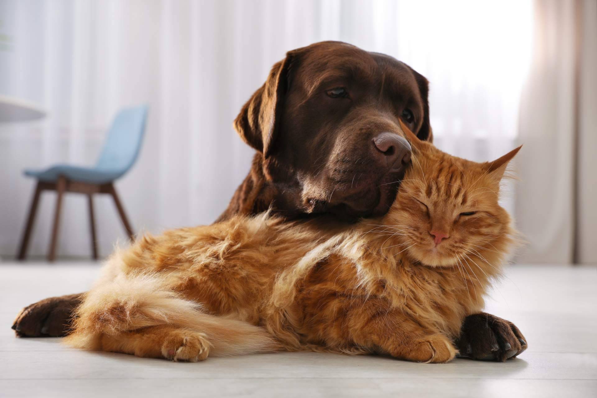El auge de la alimentación natural en perros y gatos; más que una tendencia, una necesidad