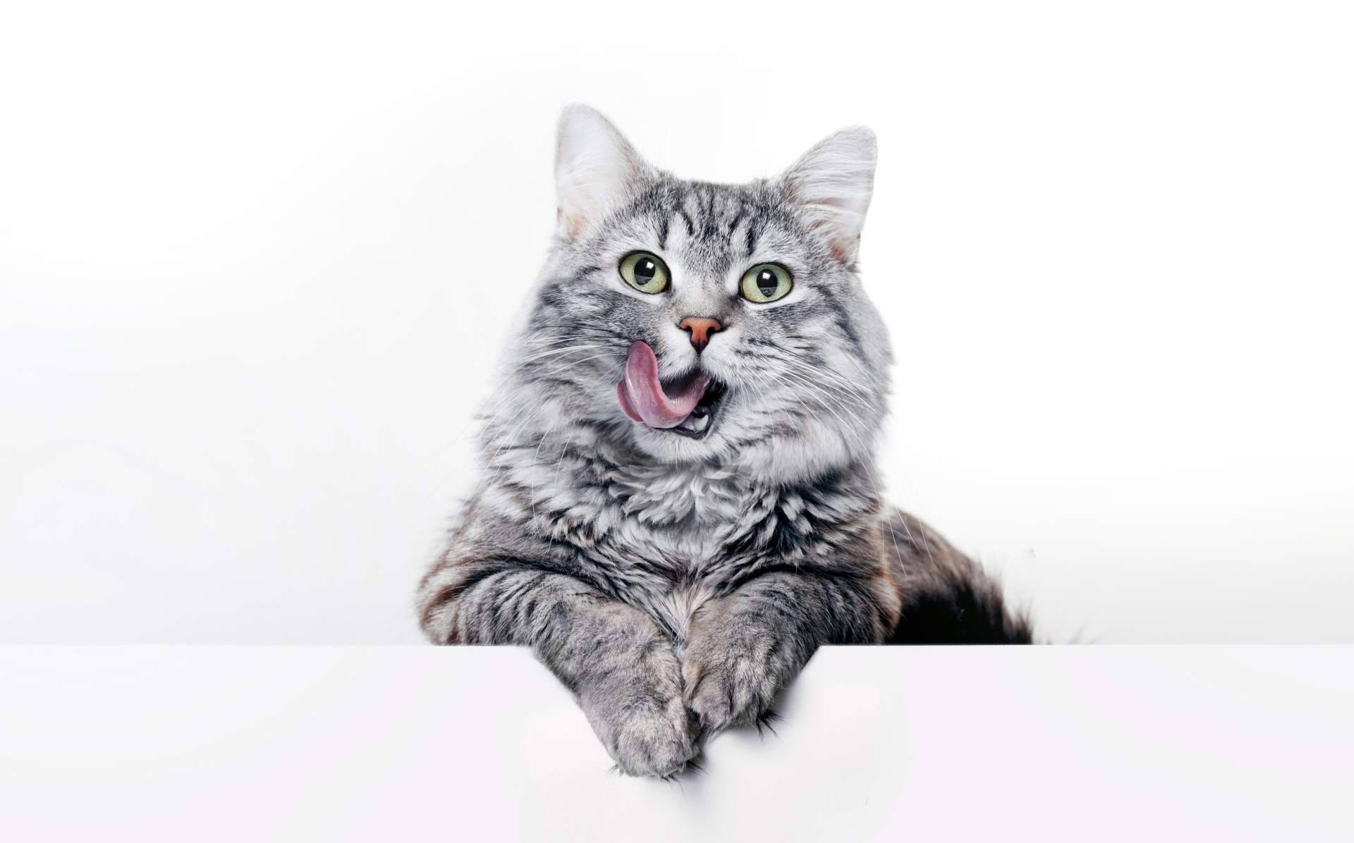 Miss Patitas Peludas destaca como tienda online de referencia en comida para gatos y perros
