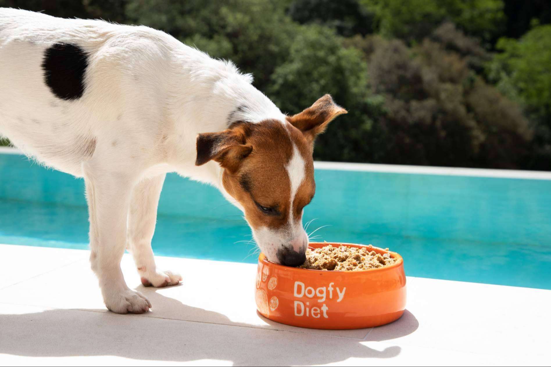 Dogfy Diet desarrolla planes con comida natural para abordar la obesidad en perros y mejorar su calidad de vida