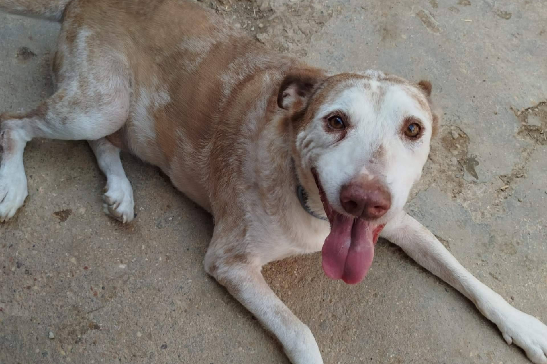 SOS Salvando Vidas España promueve la adopción y el amadrinamiento para rescatar más perros del abandono