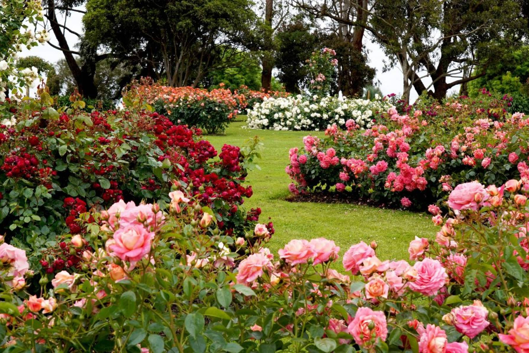 La Rosa De Oro comparte claves para acertar con la elección de plantas y flores según cada estación