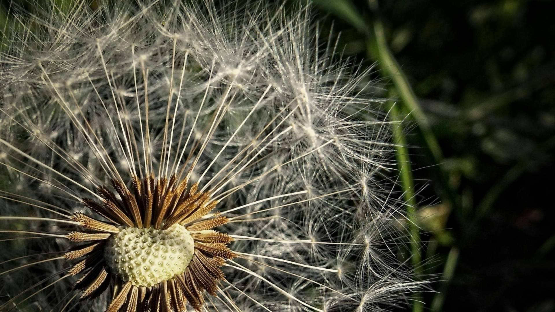 Calor adelantado y síntomas de alergia primaveral; el impacto del 'Primaverano'
